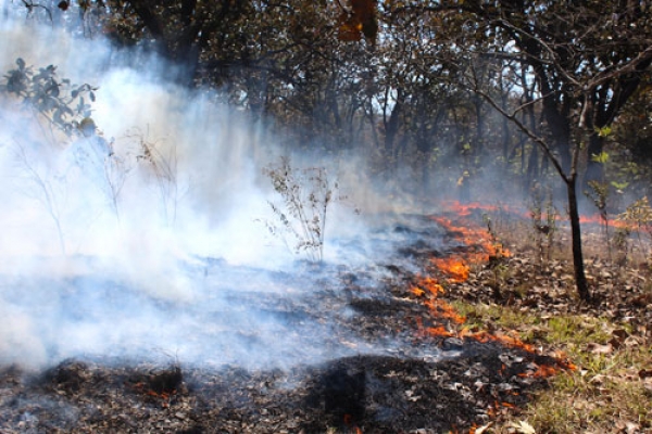 Siete incendios forestales se encuentran activos, aunque controlados: Protección Civil