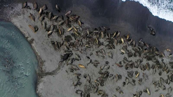 El contagio enciende las alarmas entre científicos 