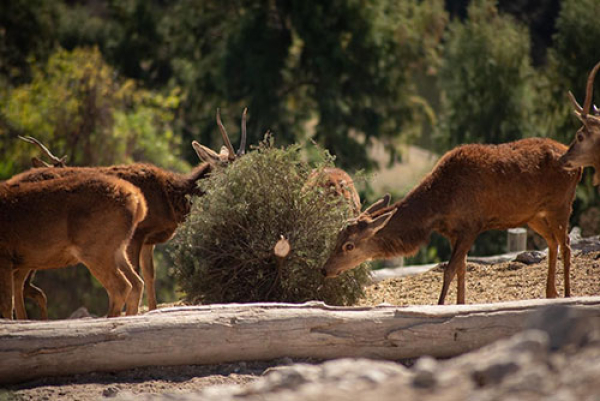 126 mil 882 &aacute;rboles de navidad fueron reciclados desde 2004