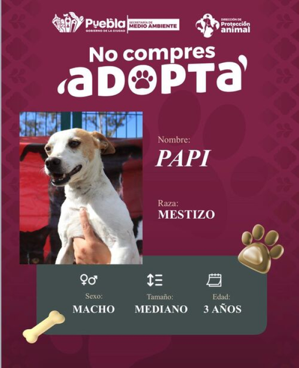 Ayuntamiento impulsa adopci&oacute;n responsable de perritos