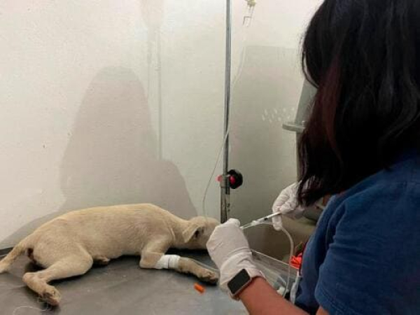 SEDIF atiende caso de maltrato animal