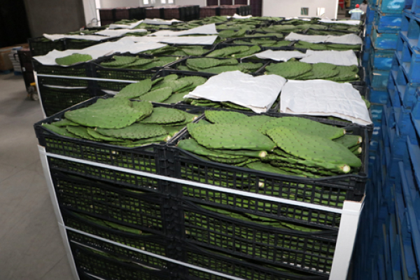 Productos poblanos presentes en el Aeropuerto de Huejotzingo