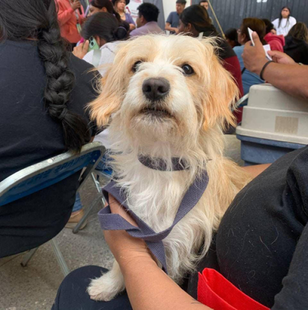 El gobierno de Pepe Chedraui promueve jornadas de atención animal