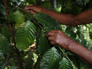 Apoyan a cafeticultores afectados de Zongozotla