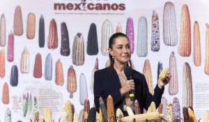 Claudia Sheinbaum al rescate del maíz nacional