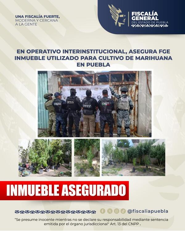 Incautan campo de marihuana en Puebla