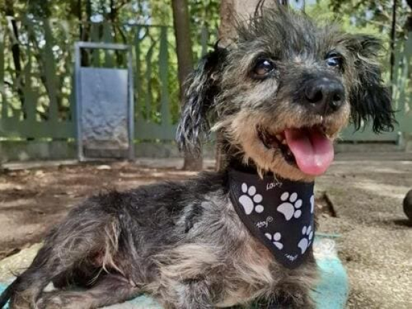 Rescata a canina abandonada en Huitzilan