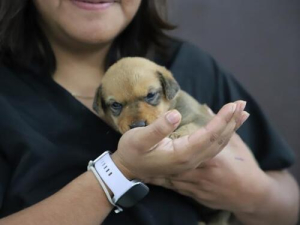 Tras incendio en Chipilo, IBA resguarda una cachorra