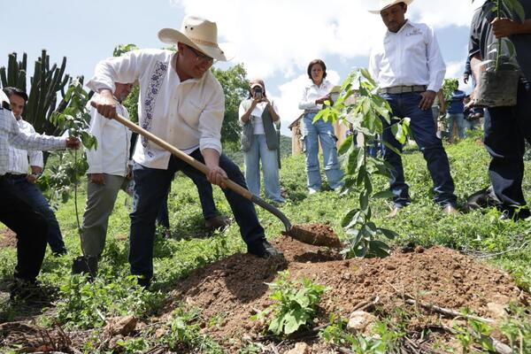 Realizan reforestación en San Miguel Ejido