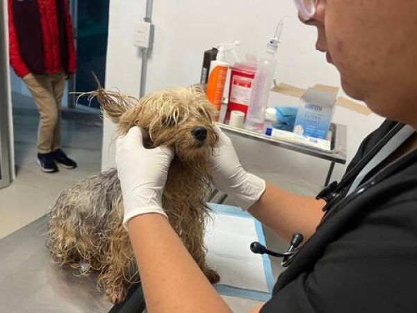 SEDIF y FGE resguardan a 7 caninos por maltrato animal