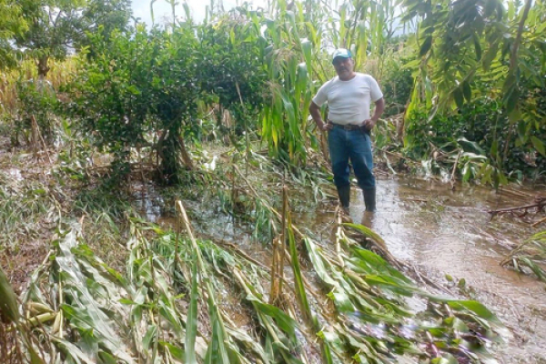 Afectaciones en cultivos agropecuarios por lluvias en Huauchinango