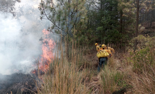 Brigadistas extinguen incendio en Tlachichuca