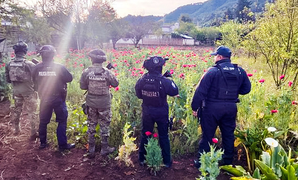 Incautan plantío de amapola en Atempan