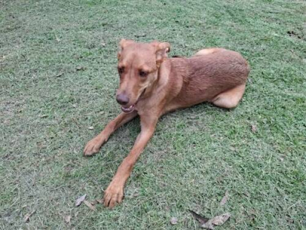 Aseguran a tres caninos por maltrato en Cholula