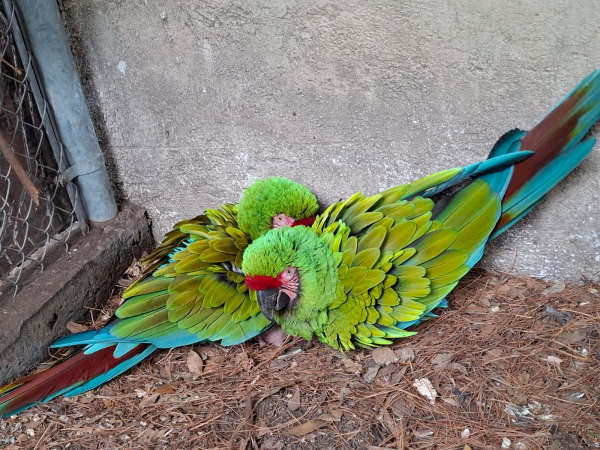 Conoce a los nuevos inquilinos de Flor del Bosque