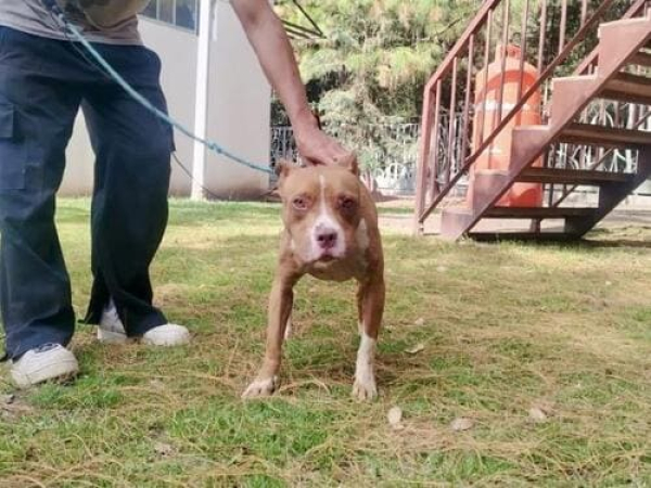 Rescatan a canina maltratada en Casa Blanca