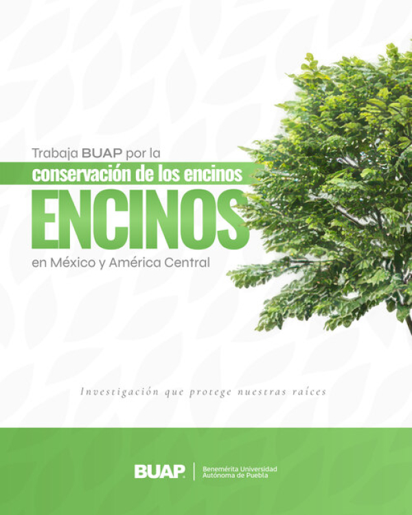 BUAP busca la conservaci&oacute;n de encinos