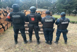 Aseguran m&aacute;s de 70 troncos de madera ilegal