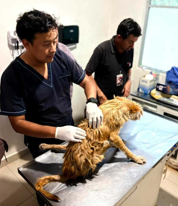 SEDIF rescata a canina lesionada en Tepexi