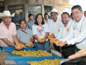 Arranca producción de tejocote 2025