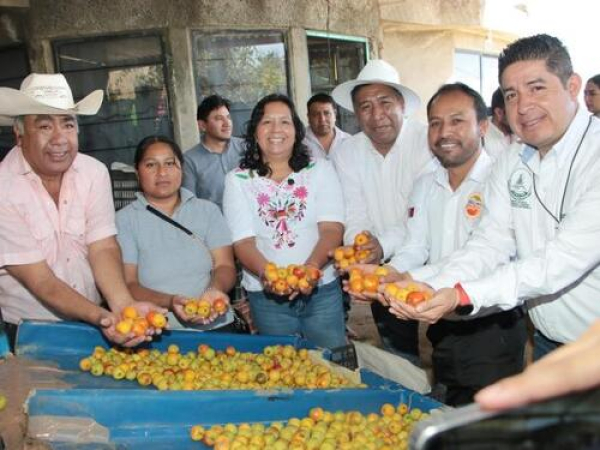 Arranca producción de tejocote 2025