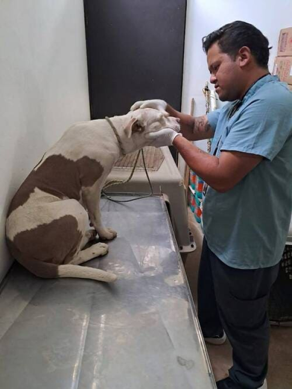 Rescatan a perrita en Lomas de San Miguel