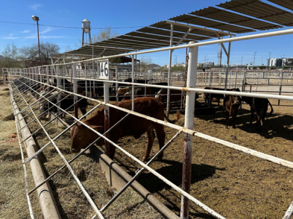 Nuevos hallazgos de gusano barrenador