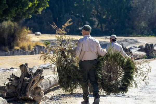 Inicia campa&ntilde;a de reciclaje de &aacute;rboles de Navidad