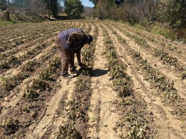 Atienden da&ntilde;os agr&iacute;colas por bajas temperaturas