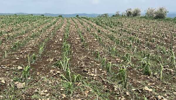 En Atlixco, granizada daña 48 hectáreas de cultivo