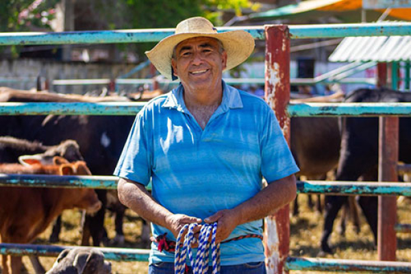 El gusano barrenador es controlado en Puebla