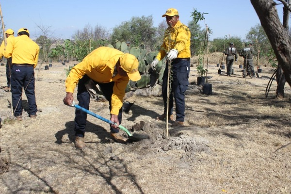 Realizan reforestación del Parque Bicentenario