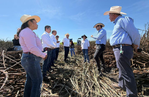 La Zafra, la representación de cultivo de caña para familias