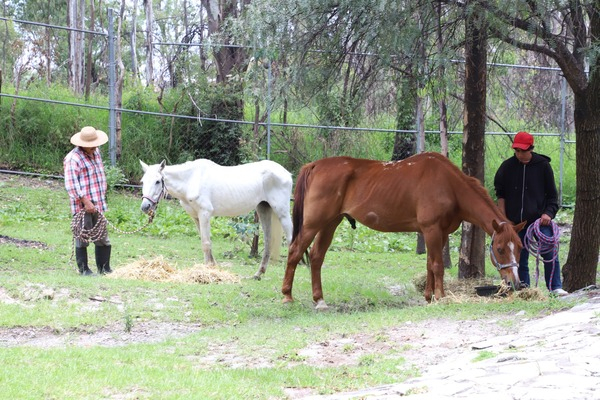 Rescatan a caballos víctimas de crueldad animal