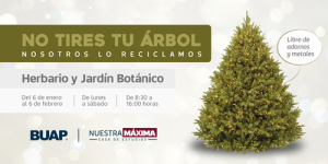 BUAP: Inicia colecta de &aacute;rboles de Navidad