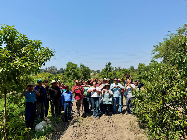 SDRA fortalece producción de aguacate poblano