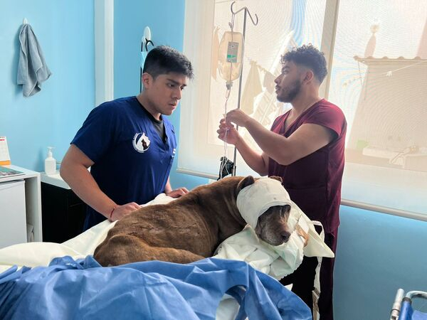 Denuncian maltrato animal en General Felipe Ángeles