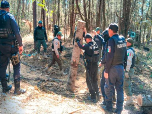 Aseguran m&aacute;s de 90 troncos de madera ilegal