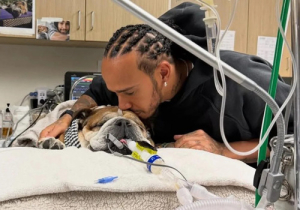 Fallece &quot;Roscoe&quot;, el perrito del campeón Lewis Hamilton