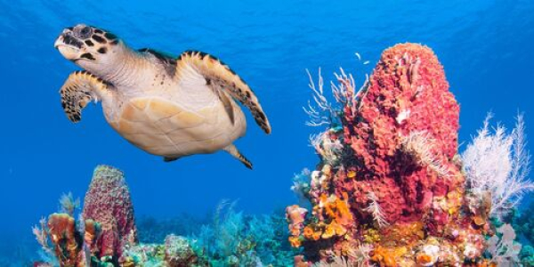 Tortuga y coral