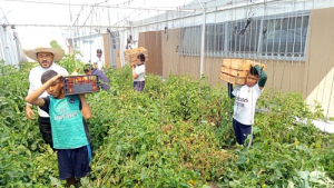 Altosano Granjas Carroll construye invernaderos productivos